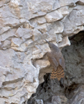 Canyon Wren 5247